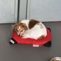 Photo of Ashiboy