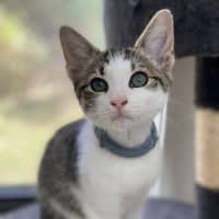 Photo of Ford (9196)