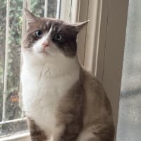 Photo of Koko