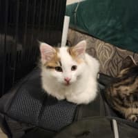 Photo of Smore