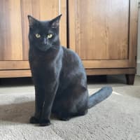 Photo of Alfie