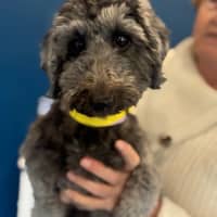 Photo of Nora   14 Month Old Dachshund X Poodle