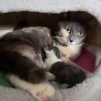 Photo of Popcorn Or "Poppy"