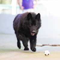 Photo of Wolfie