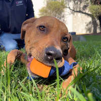 Photo of Dudley
