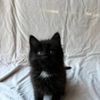 Photo of Frankie