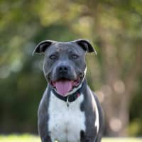 Photo of Brutus