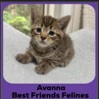 Photo of Avanna 