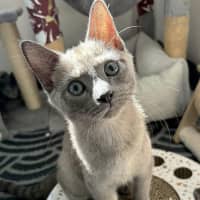 Photo of Meowscarada 