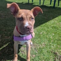 Photo of Clover