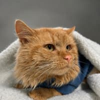 Photo of Curly Joe