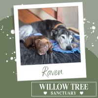 Photo of Raven