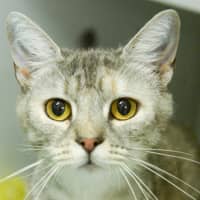Photo of Guinevere