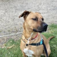 Photo of Nova