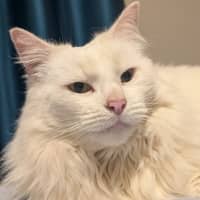 Photo of Snowball