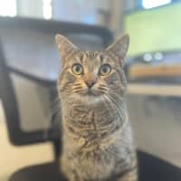 Photo of 😸 Clyde 5373😸