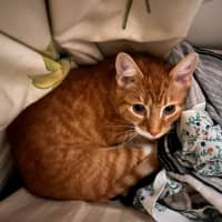 Photo of Comet