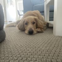 Photo of Basil