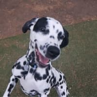 Photo of Pancake