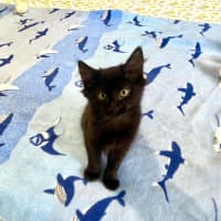 Photo of Simba & Apollo