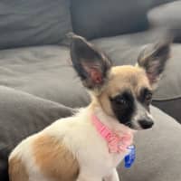 Photo of Meeka   13 Week Old Chihuahua X