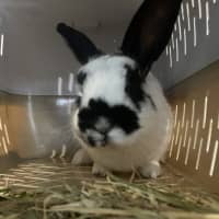 Photo of Mellow Man Ace