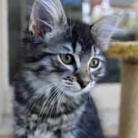 Photo of Opal