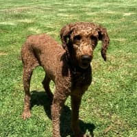 Photo of Jaffa, 4yo, Male Poodle 💖(Trial 13/12/24)