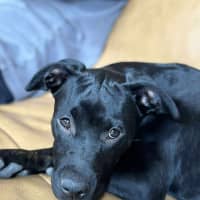 Photo of Stitch