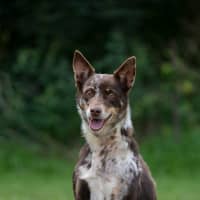 Photo of Bindi