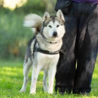 Photo of Atlas