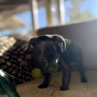 Photo of Zella   8 Week Old Mixed Breed