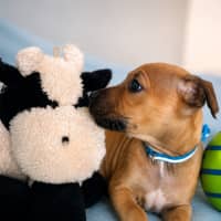 Photo of Buddy