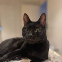 Photo of Mystique (Missy)