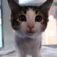 Photo of Rumble