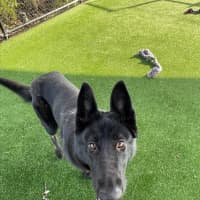 Photo of Rhaenyras Imp 1411