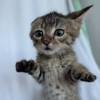 Photo of Tiger