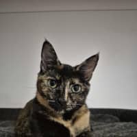 Photo of Bessie