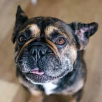 Photo of Bear   6 Year Old French Bulldog
