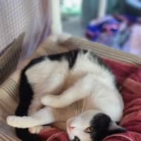 Photo of Sylvester