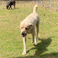 Photo of Buddy