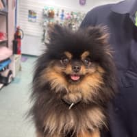Photo of Prada