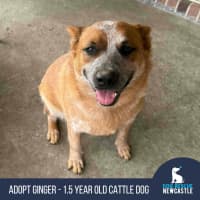 Photo of Ginger   1.5 Year Old Cattle Dog