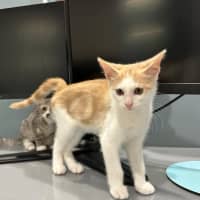 Photo of Sunny Boy ☀️meet Me@Petstock Mornington Nepean Hwy