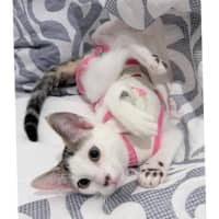 Photo of 13639   Ophelia
