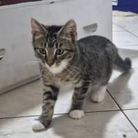 Photo of Romeo