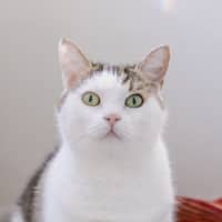 Photo of Guddi