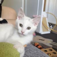 Photo of Marshmallow