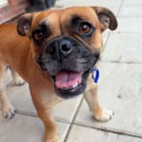 Photo of Poppy   2 Year Old Bulldog X Pug