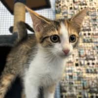 Photo of Biscuit